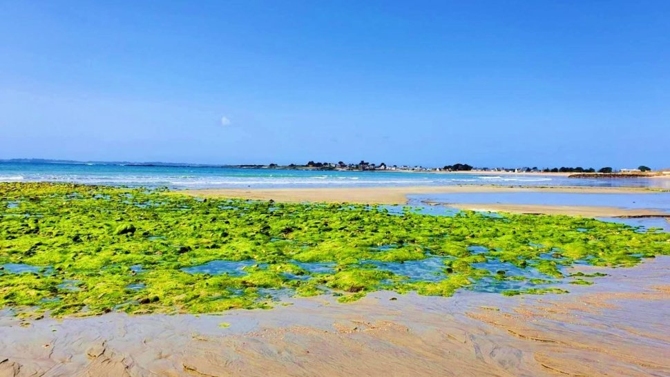 rochers et algues a maree basse sur la plage du peu des hommes